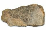 Dinosaur (Triceratops) Frill Shield Section - Montana #338957-1